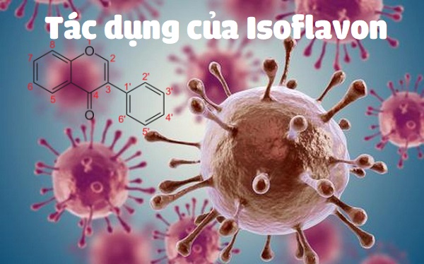 Isoflavon giúp chống oxy hóa và điều trị tế bào ung thư