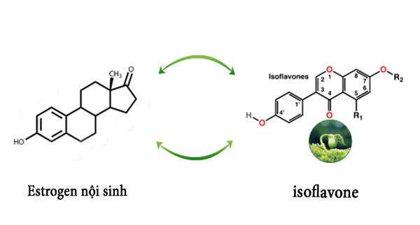  isoflavone có tác dụng gì, tác dụng của isoflavones, tác dụng của isoflavone, isoflavone tác dụng gì