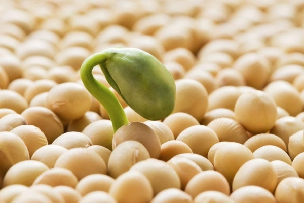lượng calo trong mầm đậu nành, đậu tương có bao nhiêu calo, đậu nành luộc bao nhiêu calo, đậu nành nhật bao nhiêu calo, đậu nành bao nhiêu calo, 100g đậu nành chứa bao nhiêu calo, mầm đậu nành bao nhiêu calo, mầm đậu nành chứa bao nhiêu calo, 100g mầm đậu nành chứa bao nhiêu calo, 1 cốc mầm đậu nành chứa bao nhiêu calo