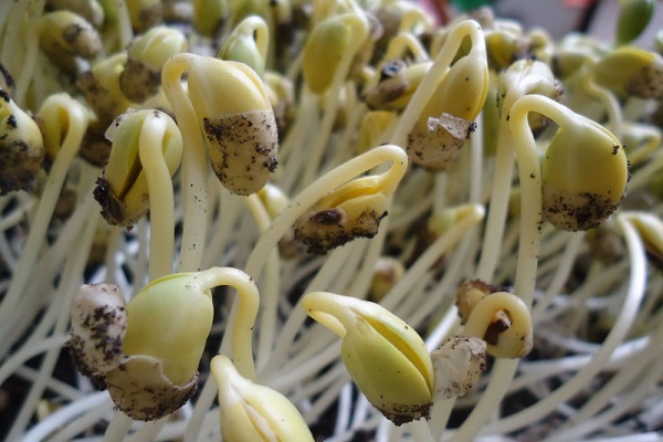 Quy trình sản xuất mầm đậu nành tiến hành như thế nào? Bạn có biết?